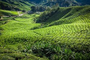 piantagione di tè cameron highlands, malesia foto