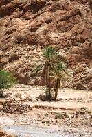 Todgha gola, un' canyon nel il alto atlante montagne nel Marocco, vicino il cittadina di tinerhir. foto