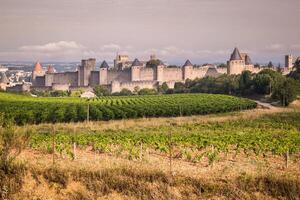 vigneti in crescita al di fuori il medievale fortezza di carcassonne nel Francia foto