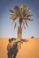 dune erg Chebbi vicino Merzouga, Marocco -cammelli Usato per tour in il erg foto