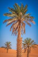 palma albero nel erg Chebbi, a il occidentale bordo di il sahara deserto foto