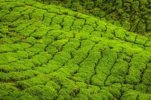 piantagioni di tè nello stato del Kerala, India foto