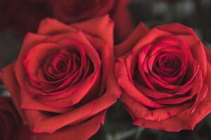 bellissimo rosso rosa macro tiro vicino su. san valentino giorno foto