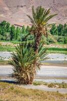 largo Visualizza di canyon e coltivato i campi e palme nel errachidia valle Marocco nord Africa Africa foto