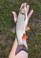 pescatore catturato fiume pesce Tenere nel il suo mano foto