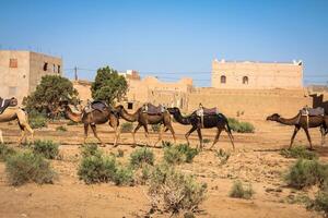 cammello caravan su il sahara deserto ,Merzouga foto