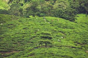 tè piantagione nel il cameron altopiani, Malaysia foto