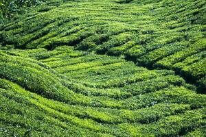 tè piantagioni nel Munnar, Kerala, India foto
