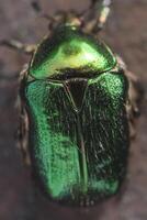 avvicinamento di un' grande bellissimo verde scarafaggio bronzovka foto