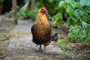 un' bellissimo adulto gallina passeggiate con sua pulcini foto