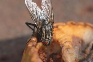 mosca domestica, vicino su macro tiro di un' volare foto