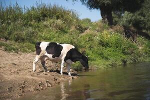 mucche fare il bagno nel il fiume vicino il villaggio nel caldo estate foto