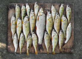 un' bellissimo catturare di pesce di cui su di un' pescatore su un' tavola foto