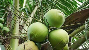 giovane verde noci di cocco ancora su il albero foto