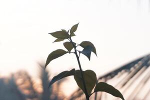 il le foglie e spara di il bouganville ornamentale pianta siamo esposto per morbido mattina luce del sole foto