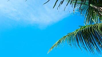 un' minimalista e semplice Immagine quello Spettacoli blu cieli, alberi con un' tipico calma atmosfera su il spiaggia foto