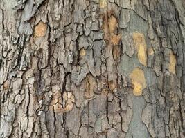 struttura di legno naturale foto