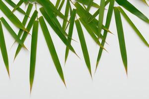 Abbracciare una persona il fascino di bellissimo bambù foglie, dove grazioso verde lame danza nel armonioso sinfonia, la creazione di un' tranquillo oasi di della natura equilibrio e senza tempo bellezza foto