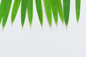 un' culinario odissea con il bellissimo pandan foglia, infusione delicato aromi e vivace verde tonalità in squisito piatti, elevando gusto profili con della natura fresco eleganza foto