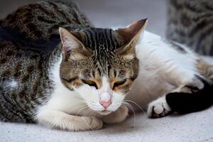 esplorando il fascino di un' bellissimo Scozzese piegare gatto, dove baffuto eleganza e giocoso fascino unire nel un' ipnotizzante ritratto di coccolone diletto foto