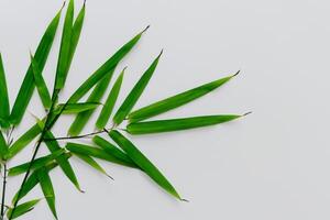 Abbracciare una persona il fascino di bellissimo bambù foglie, dove grazioso verde lame danza nel armonioso sinfonia, la creazione di un' tranquillo oasi di della natura equilibrio e senza tempo bellezza foto