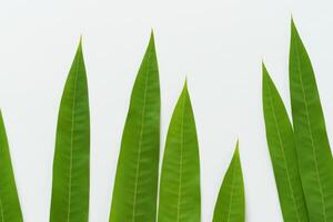 un' culinario odissea con il bellissimo pandan foglia, infusione delicato aromi e vivace verde tonalità in squisito piatti, elevando gusto profili con della natura fresco eleganza foto