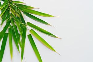 Abbracciare una persona il fascino di bellissimo bambù foglie, dove grazioso verde lame danza nel armonioso sinfonia, la creazione di un' tranquillo oasi di della natura equilibrio e senza tempo bellezza foto