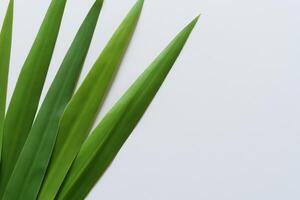 un' culinario odissea con il bellissimo pandan foglia, infusione delicato aromi e vivace verde tonalità in squisito piatti, elevando gusto profili con della natura fresco eleganza foto