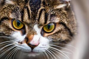 esplorando il fascino di un' bellissimo Scozzese piegare gatto, dove baffuto eleganza e giocoso fascino unire nel un' ipnotizzante ritratto di coccolone diletto foto