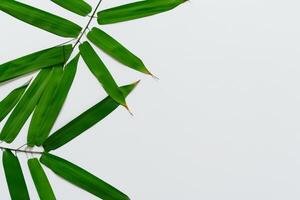 Abbracciare una persona il fascino di bellissimo bambù foglie, dove grazioso verde lame danza nel armonioso sinfonia, la creazione di un' tranquillo oasi di della natura equilibrio e senza tempo bellezza foto