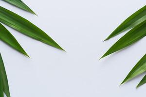 un' culinario odissea con il bellissimo pandan foglia, infusione delicato aromi e vivace verde tonalità in squisito piatti, elevando gusto profili con della natura fresco eleganza foto