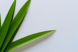 un' culinario odissea con il bellissimo pandan foglia, infusione delicato aromi e vivace verde tonalità in squisito piatti, elevando gusto profili con della natura fresco eleganza foto