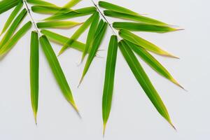 Abbracciare una persona il fascino di bellissimo bambù foglie, dove grazioso verde lame danza nel armonioso sinfonia, la creazione di un' tranquillo oasi di della natura equilibrio e senza tempo bellezza foto