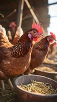 ai generato rurale vita polli nel il pollaio su un' pollo azienda agricola verticale mobile sfondo foto
