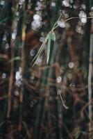 Esplorare sentul bogor spettacolare cascate e foresta sentieri. un' escursioni a piedi avventura con amici nel gunung pancar. sbalorditivo fotografia - meraviglioso Indonesia foto