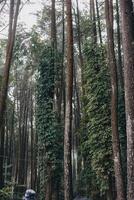 Esplorare sentul bogor spettacolare cascate e foresta sentieri. un' escursioni a piedi avventura con amici nel gunung pancar. sbalorditivo fotografia - meraviglioso Indonesia foto