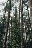 Esplorare sentul bogor spettacolare cascate e foresta sentieri. un' escursioni a piedi avventura con amici nel gunung pancar. sbalorditivo fotografia - meraviglioso Indonesia foto