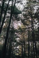 Esplorare sentul bogor spettacolare cascate e foresta sentieri. un' escursioni a piedi avventura con amici nel gunung pancar. sbalorditivo fotografia - meraviglioso Indonesia foto