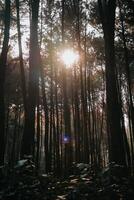 Esplorare sentul bogor spettacolare cascate e foresta sentieri. un' escursioni a piedi avventura con amici nel gunung pancar. sbalorditivo fotografia - meraviglioso Indonesia foto