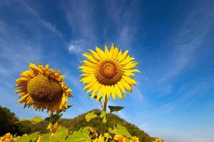 girasoli su un agricolo campo nel Asia. pianta giallo fiori e girasole semi. backgroud natura blu cielo e montagne. durante simpatico soleggiato inverno giorno nel agricoltori giardino. foto