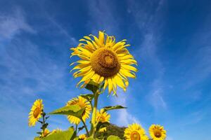 girasoli su un agricolo campo nel Asia. pianta giallo fiori e girasole semi. backgroud natura blu cielo e montagne. durante simpatico soleggiato inverno giorno nel agricoltori giardino. foto