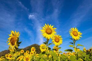 girasoli su un agricolo campo nel Asia. pianta giallo fiori e girasole semi. backgroud natura blu cielo e montagne. durante simpatico soleggiato inverno giorno nel agricoltori giardino. foto