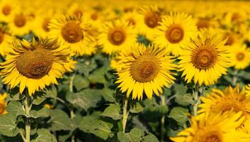 girasoli su un agricolo campo nel Asia. pianta giallo fiori e girasole semi. backgroud natura blu cielo e montagne. durante simpatico soleggiato inverno giorno nel agricoltori giardino. foto