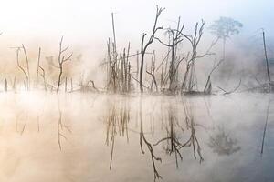 paesaggio di tung salaeng luang nazionale parco Phetchabun Provincia bellissimo natura di Alba e mattina nebbia nel il savana nel inverno stagione Tailandia. foto