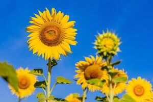 girasoli su un agricolo campo nel Asia. pianta giallo fiori e girasole semi. backgroud natura blu cielo e montagne. durante simpatico soleggiato inverno giorno nel agricoltori giardino. foto