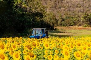 girasoli su un agricolo campo nel Asia. pianta giallo fiori e girasole semi. backgroud natura blu cielo e montagne. durante simpatico soleggiato inverno giorno nel agricoltori giardino. foto