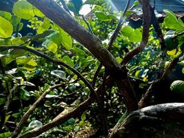 sfondo modello foglie verdi, sfondo naturale e carta da parati foto