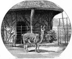 il lama, Vintage ▾ incisione. foto