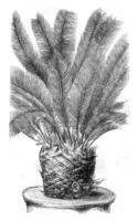 cycas rivoluzione, con mini cuffie fra il foglia ascelle, Vintage ▾ incisione. foto