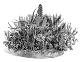 un' cestino di succulente, Vintage ▾ incisione. foto